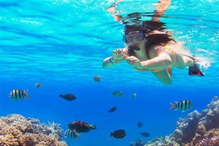 Snorkeling & tropical fish, marine corals, sea reefs