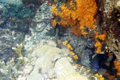 Schnorcheln & tropische Fische, Meereskorallen, Meeresriffe