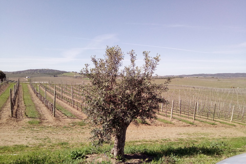 Ville d&#039;Évora et Triangle de l&#039;huile d&#039;olive, du vin et du liègeLa ville d&#039;Évora et le triangle de l&#039;huile d&#039;olive, du vin et du liège