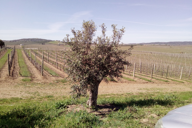 Ville d&#039;Évora et Triangle de l&#039;huile d&#039;olive, du vin et du liègeLa ville d&#039;Évora et le triangle de l&#039;huile d&#039;olive, du vin et du liège