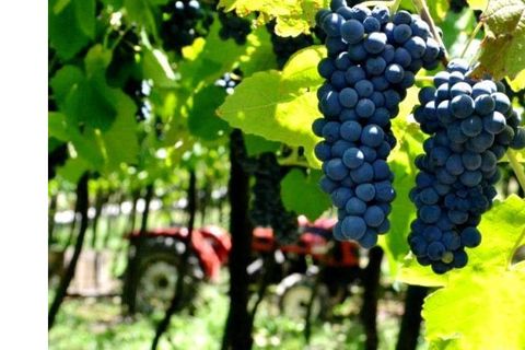Ville d&#039;Évora et Triangle de l&#039;huile d&#039;olive, du vin et du liègeLa ville d&#039;Évora et le triangle de l&#039;huile d&#039;olive, du vin et du liège