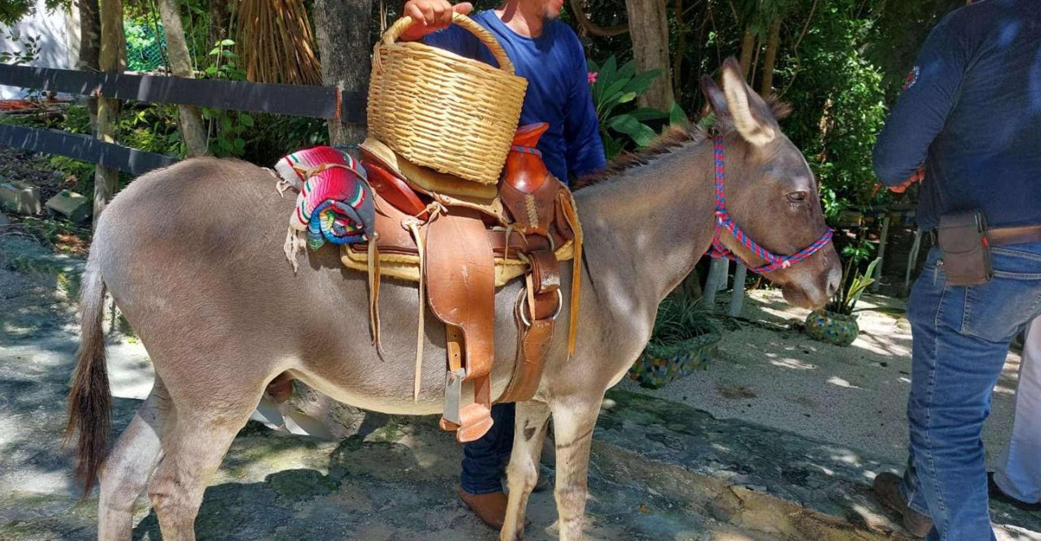 Équitation à Rancho Bonanza et à Cenote nage - Hizvo