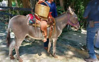 Montar a caballo en Rancho Bonanza y Cenote nadar - Hizvo