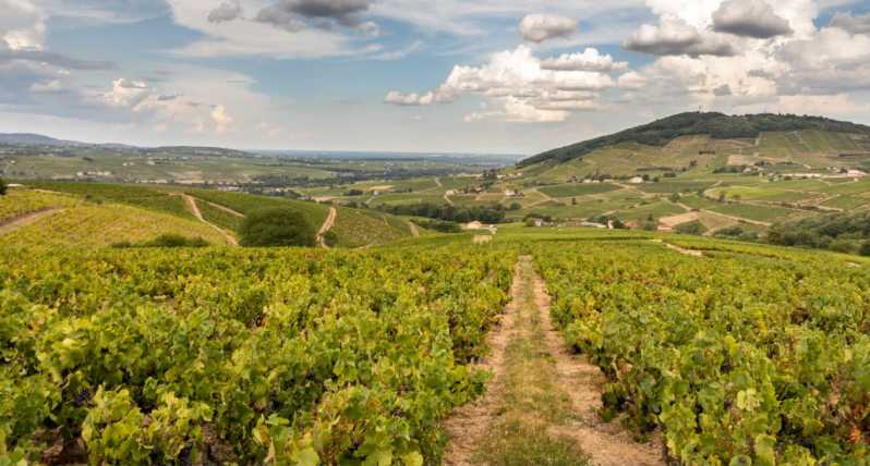 From Lyon: Beaujolais Region Wine Tour with Tastings
