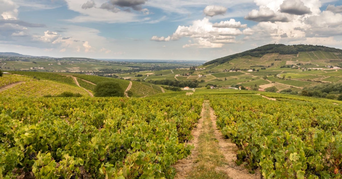 From Lyon: Beaujolais Region Wine Tour with Tastings | GetYourGuide