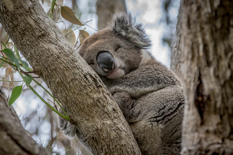 From Melbourne: Explore the Great Ocean Road & 12 Apostles