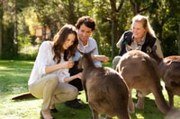 De Melbourne, Puffing Billy Steam Train & Wildlife Tour - Hizvo