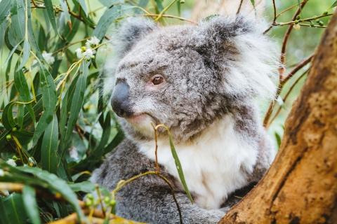 Von Melbourne aus: Puffing Billy Dampfzug & Wildlife Tour