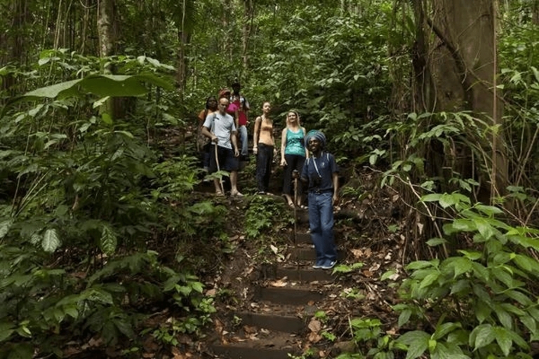 Babonneau/Castries: Rainforest Zip Line, Tram, and Hike Tour