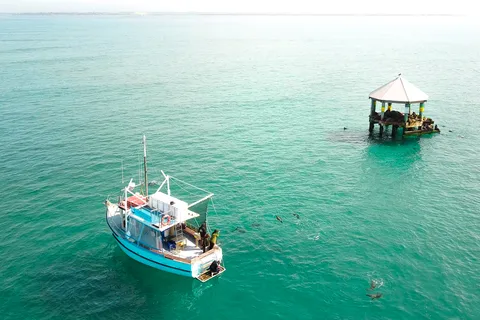 Queenscliff: 1.5hr Harbour Wildlife Sightseeing Cruise Tour