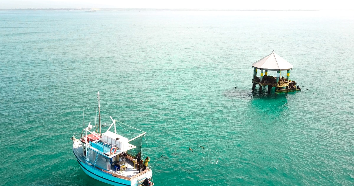 Queenscliff Harbour 1.5hr Wildlife Sightseeing Tour GetYourGuide