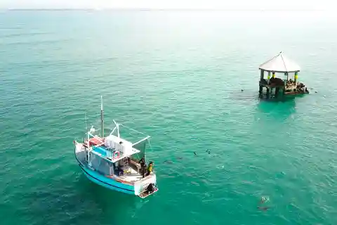 Queenscliff: 1.5hr Harbour Wildlife Sightseeing Cruise Tour