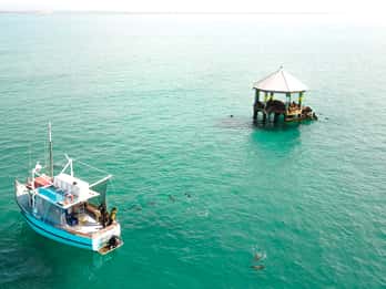 Queenscliff: 1.5hr Harbour Wildlife Sightseeing Cruise Tour