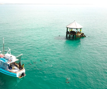 Queenscliff: 1.5hr Harbour Wildlife Sightseeing Cruise Tour