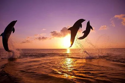 Bali : Observation des dauphins au lever du soleil à Lovina et visite du nord de Bali