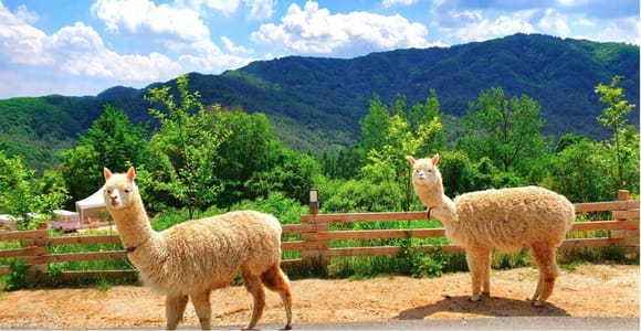 Seoul: Namiseom & Alpaca World – Tagestour