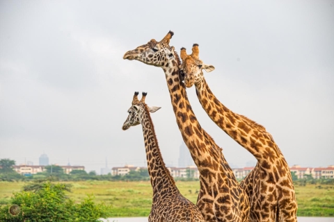 Nairobi-Tour zu David Sheldrick, Giraffe und Kobe-Perlen.Nairobi-Tour zu David Sheldrick, Giraffen und Kobe-Perlen.