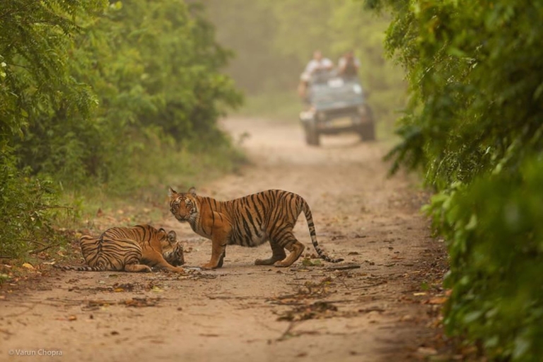 Z Delhi: Złoty Trójkąt i Ranthambore Tiger Safari 4 dni