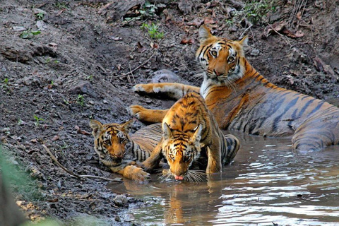 Z Delhi: Złoty Trójkąt i Ranthambore Tiger Safari 4 dni