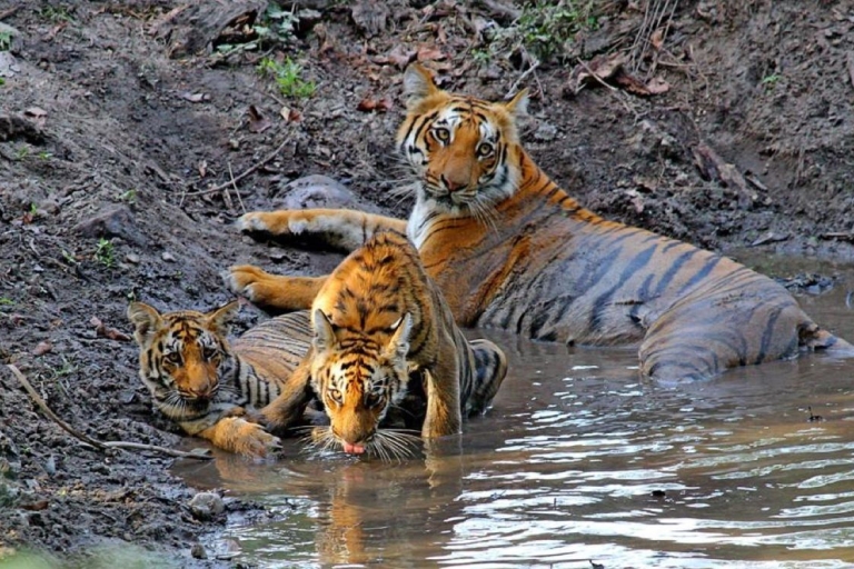 Au départ de Delhi : Triangle d'or et safari de tigres à Ranthambore (4 jours)