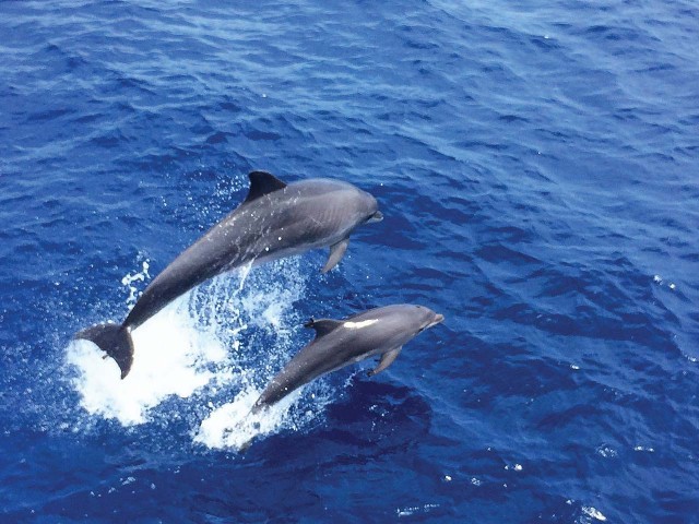 Visit From Palma: Afternoon Dolphin-Watching Boat Tour in Maiorca Sud-Ovest