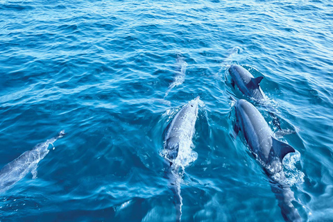 From Palma: Afternoon Dolphin-Watching Boat Tour 1:00 PM Tour from Hotel MLL Caribbean Bay