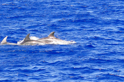 From Palma: Afternoon Dolphin-Watching Boat Tour 1:00 PM Tour from Hotel MLL Caribbean Bay