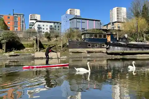 Londyn: SUP Thames Natural History Tour