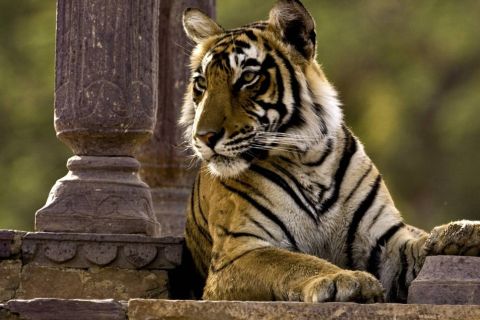 8 Days GOLDEN TRIANGLE EXCURSION WITH RANTHAMBORE WILDLIFE