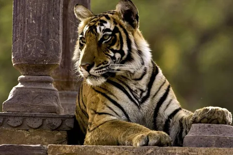 8 Days GOLDEN TRIANGLE WITH RANTHAMBORE WILDLIFE SAFARI