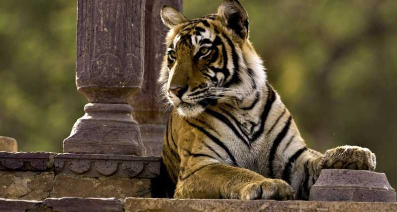 8 Days GOLDEN TRIANGLE EXCURSION WITH RANTHAMBORE WILDLIFE