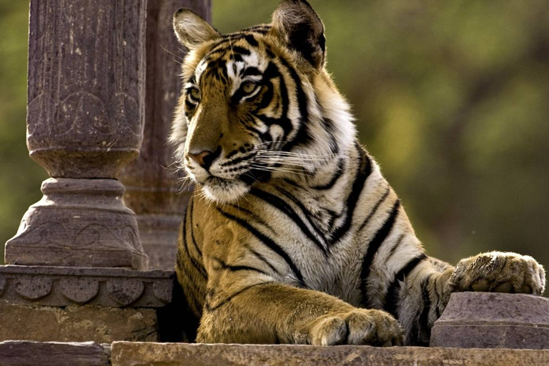 EXCURSION DE 8 JOURS DANS LE TRIANGLE D'OR AVEC LA FAUNE DE RANTHAMBORE