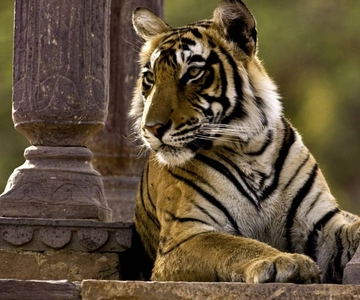 8 Days GOLDEN TRIANGLE WITH RANTHAMBORE WILDLIFE SAFARI