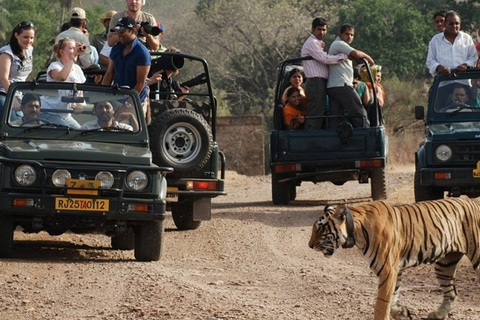 EXCURSION DE 8 JOURS DANS LE TRIANGLE D'OR AVEC LA FAUNE DE RANTHAMBORE