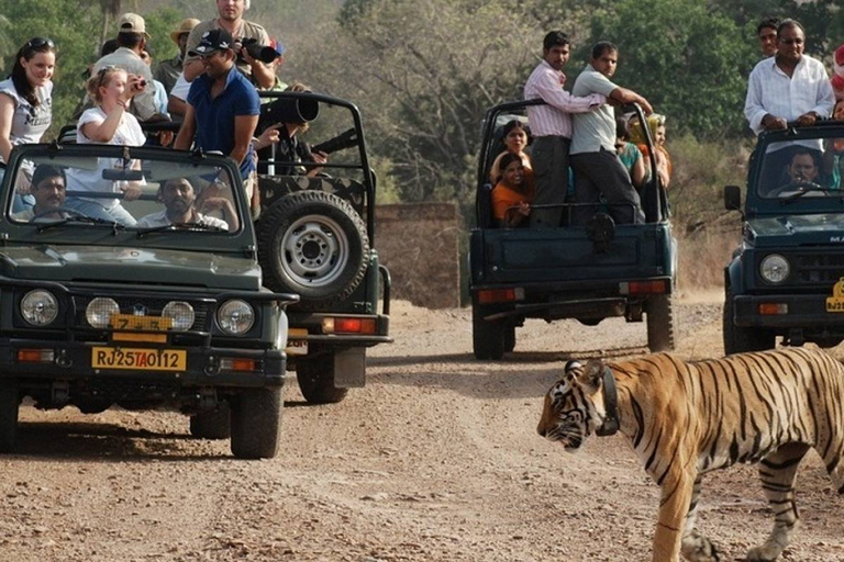 EXCURSION DE 8 JOURS DANS LE TRIANGLE D'OR AVEC LA FAUNE DE RANTHAMBORE