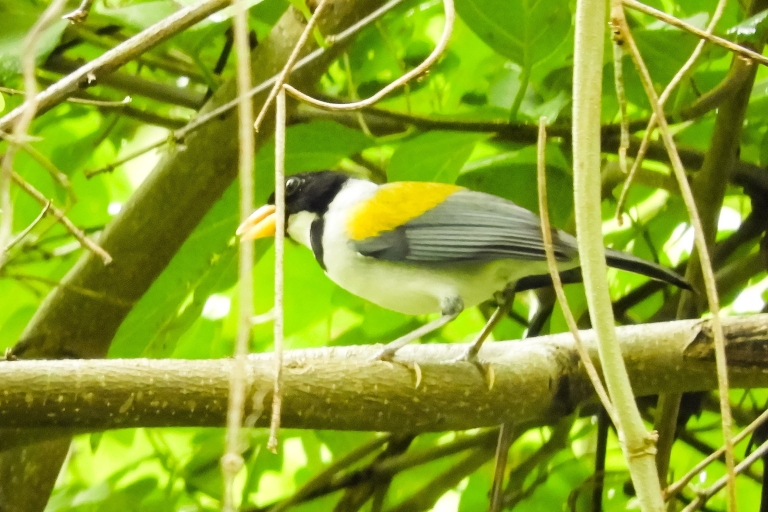 Cartagena: Excursión privada de observación de aves con desayuno