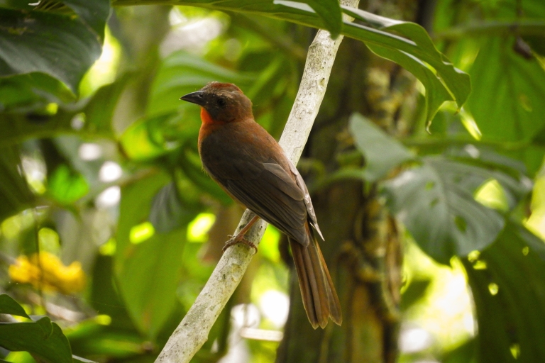 Cartagena: Private Vogelbeobachtungstour mit Frühstück