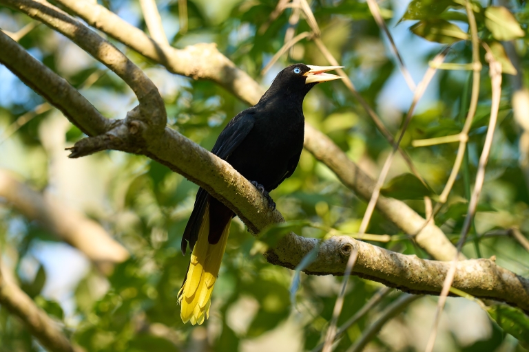 Cartagena: Prywatna wycieczka z obserwacją ptaków ze śniadaniem