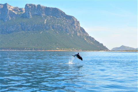 Olbia: tour di osservazione dei delfini con snorkeling all'isola di Figarolo