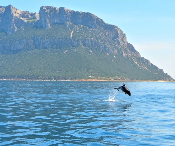 Olbia: Dolphin Watching Tour with Figarolo Island Snorkeling