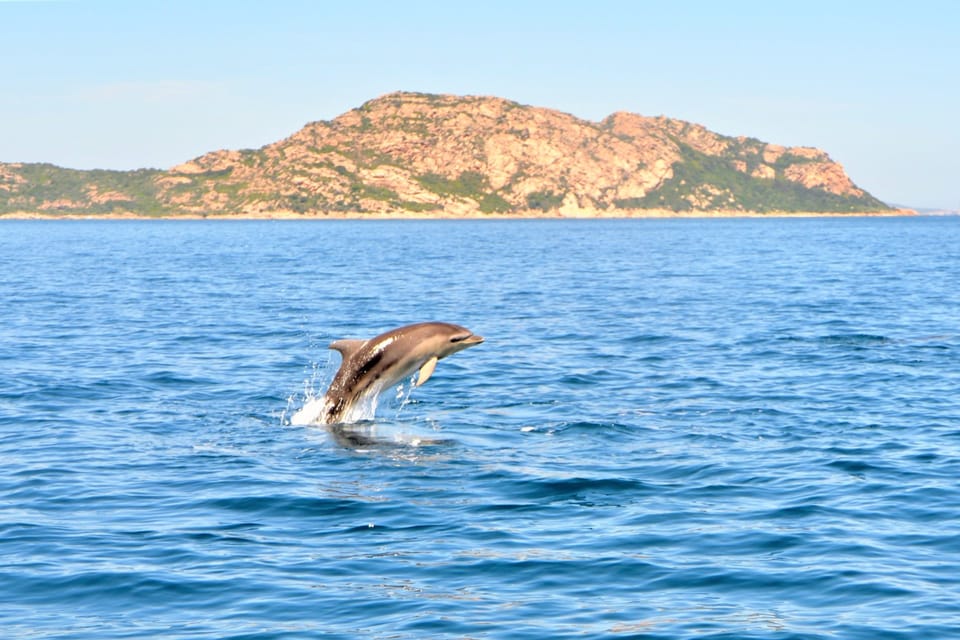 Olbia Excursi N De Avistamiento De Delfines Con Snorkel En La Isla De