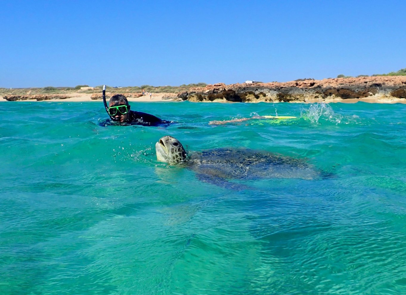 Exmouth: Skildpaddekajak og snorkeltur på en halvdagstur