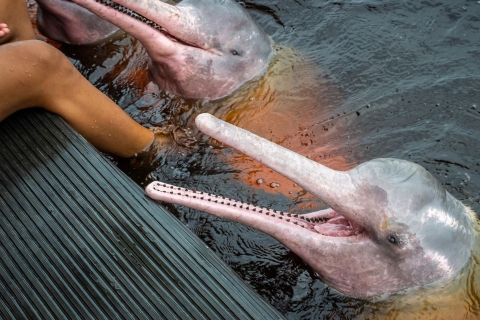Amazon Dolphins Day Tour z Manaus