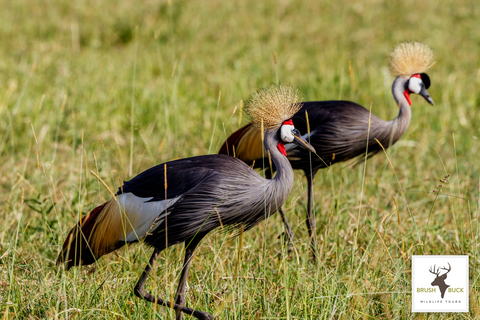 KENIA & TANZANIA GEWELDIGE MIGRATIE 8 DAGEN AVONTUUR