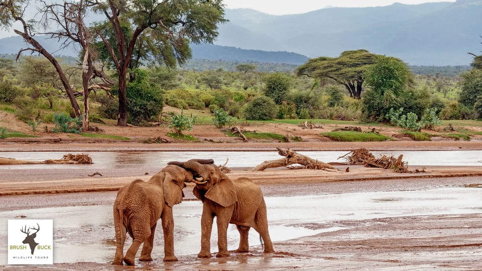 Kenia Tansania 7 Tage Afrikanische Safari GetYourGuide