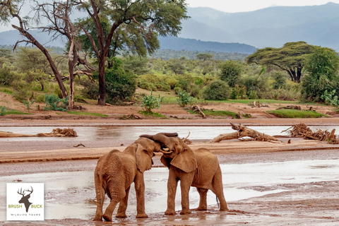 KENIA & TANSANIA GROSSE MIGRATION 8 TAGE ABENTEUER