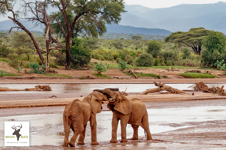 AVENTURE DE 8 JOURS AU KENYA ET EN TANZANIE POUR LA GRANDE MIGRATION