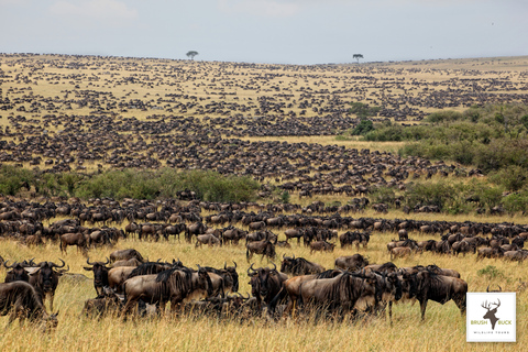 AVENTURE DE 8 JOURS AU KENYA ET EN TANZANIE POUR LA GRANDE MIGRATION