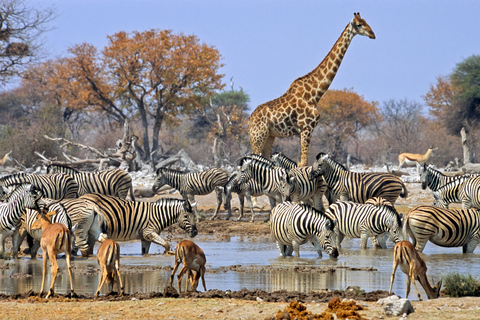 7 dagars afrikansk safari i Kenya och Tanzania