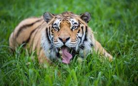 From Delhi: Luxury 4-Days Golden Triangle with Tiger Safari.